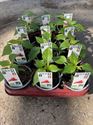 Afbeelding van Peper "Peperone" Bio